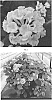 Lantana%20camara%20L.%20%27LANZ0032%27