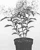 Hydrangea%20paniculata%20%27LC%20NO8%27