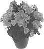 Begonia%20x%20hiemalis%20%27KRSWESA01%27