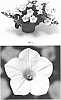 Petunia%20hybrida%20%27PEHY0040%27