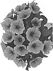 Petunia%20X%20hybrida%20%27Dopetpotucora%27