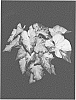 Caladium%20x%20hortulanum%20%27ICE%202319-293%27