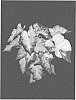Caladium%20x%20hortulanum%20%27ICE%202319-293%27