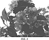 Malus%20domestica%20%27Y103%27