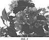 Malus%20domestica%20%27Y103%27