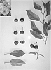 Prunus%20avium%20%27Jonred%20I%27