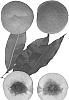 Prunus%20persica%20%27Zee%20Pch-1%27