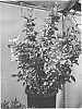 Weigela%20florida%20%27TMWG16-02%27