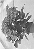 Hydrangea%20macrophylla%20%27H218912%27