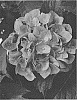 Hydrangea%20macrophylla%20%27COF-HM2%27
