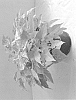 Ipomoea%20batatas%20%27ISGGS10-0%27