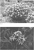 Amsonia%20hybrid%20%27Starstruck%27