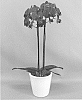 Phalaenopsis%20hybrid%20%27PHALGOCO%27