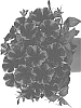 Petunia%20X%20hybrida%20%27Dopetsweefiflas%27