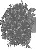 Petunia%20X%20hybrida%20%27Dopetsweefiflas%27