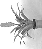 Vriesea%20sp.%20%27SHADE%27