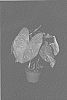 Caladium%20X%20hortulanum%20%27Burst%20My%20Bubble%27