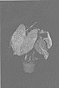 Caladium%20X%20hortulanum%20%27Burst%20My%20Bubble%27