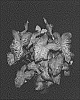 Caladium%20X%20hortulanum%20%27Clowning%20Around%27
