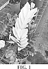 Zamioculcas%20zamiifolia%20%27Chameleon%27