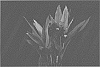 Curcuma%20hybrid%20%27CPH%20Magenta%27