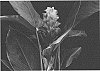 Curcuma%20hybrid%20%27CPH%20Coral%27