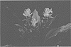 Curcuma%20hybrid%20%27Pink%20Neon%27