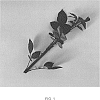 Rosa%20hybrida%20%27DELFLOBLA%27