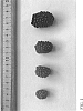 Rubus%20L.%20subgenus%20Rubus%20%27DrisBlackTwentyOne%27