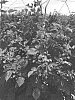 Rubus%20idaeus%20%27NOBILITY%27
