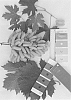 Vitis%20interspecific%20hybrid%20%27IFG%20Thirty-nine%27