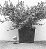 Buxus%20hybrid%20%27HER2010B04%27