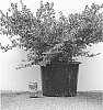 Buxus%20hybrid%20%27HER2010B04%27