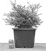 Buxus%20hybrid%20%27HER2009B01%27
