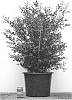 Buxus%20hybrid%20%27HER2009B03%27