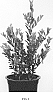 Ilex%20crenata%20%27Land%20Green%27