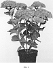 Hydrangea%20macrophylla%20%27Hokomareda%27