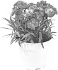 Dianthus%20hybrida%20%27DCAMC10-0%27