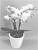Phalaenopsis%20hybrid%20%27PHALGUOCH%27