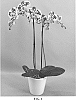 Phalaenopsis%20hybrid%20%27PHALGYTCAN%27