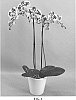 Phalaenopsis%20hybrid%20%27PHALGYTCAN%27