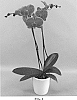 Phalaenopsis%20hybrid%20%27PHALHITWOQ%27