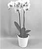 Phalaenopsis%20hybrid%20%27PHALGUPEO%27