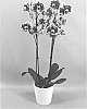 Phalaenopsis%20hybrid%20%27PHALGOPXO%27