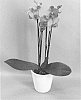 Phalaenopsis%20hybrid%20%27PHALGASCIJ%27