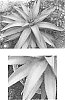 Agave%20times%20x%20Mangave%20hybrid%20%27Frosted%20Elegance%27