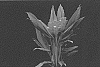Curcuma%20hybrid%20%27CPH%20Orange%27