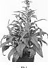 Echinacea%20hybrid%20%27Scarlet%20Ibis%27