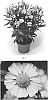 Helenium%20autumnale%20%27HEMZ0003%27