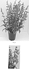 Penstemon%20hybrid%20%27Balquared%27